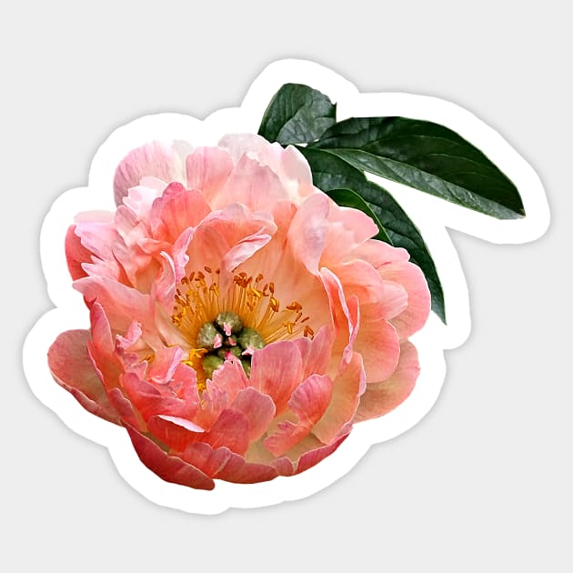 Pink Peony in Sunshine Sticker by SusanSavad